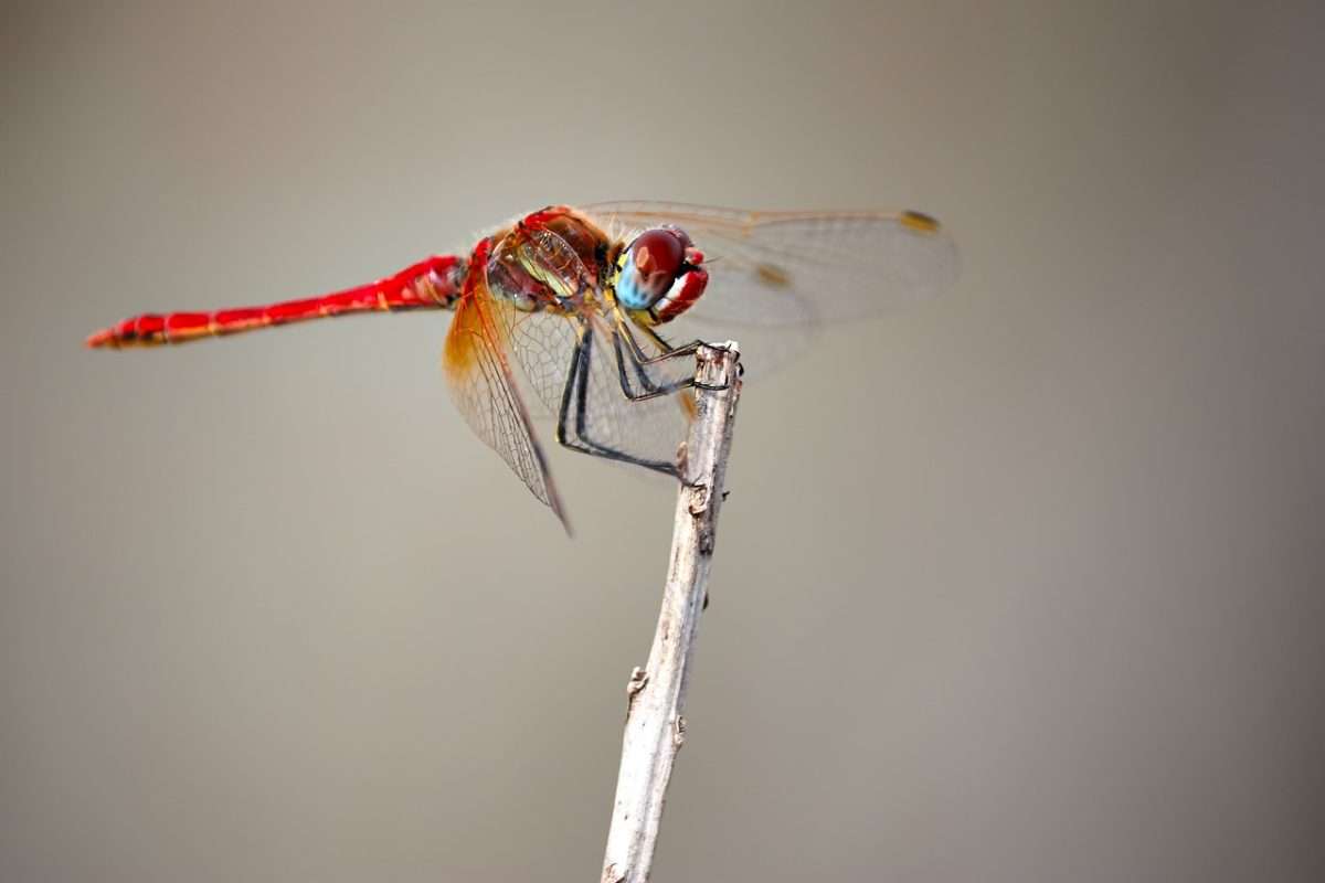 dragonfly