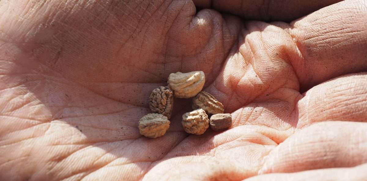 seeds