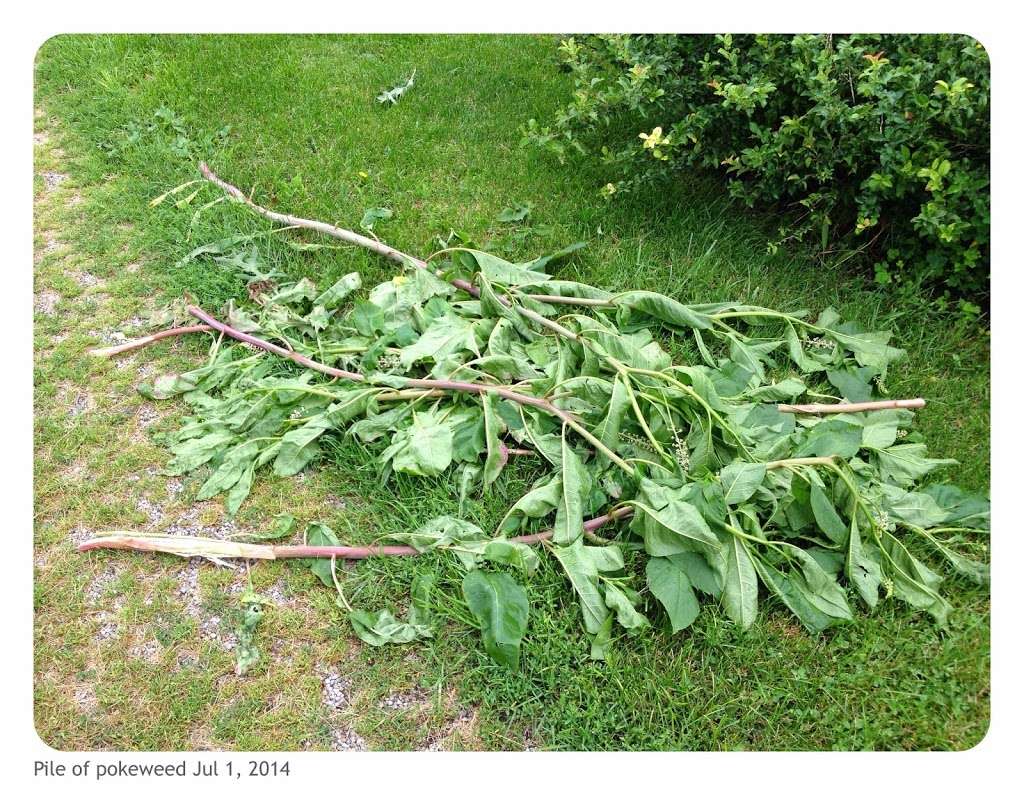 garden weeds