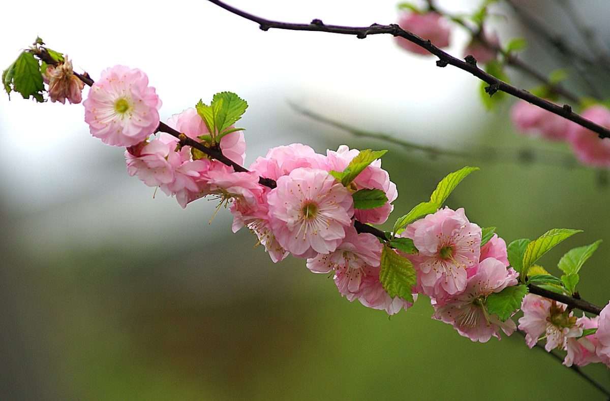 flowering almond