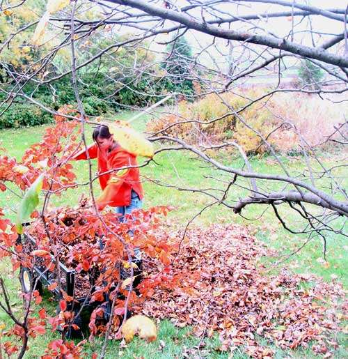 raking leaves