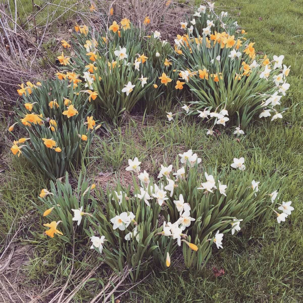Midseason daffodils