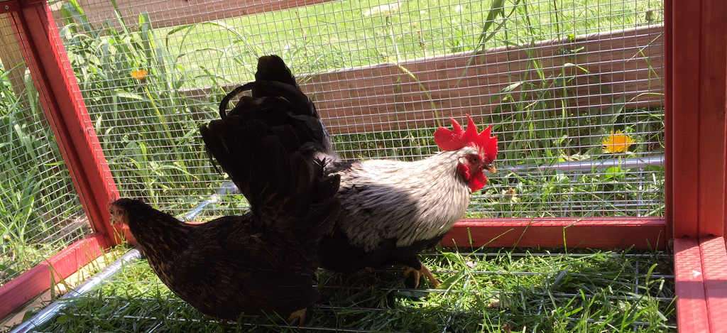 Bantam chickens