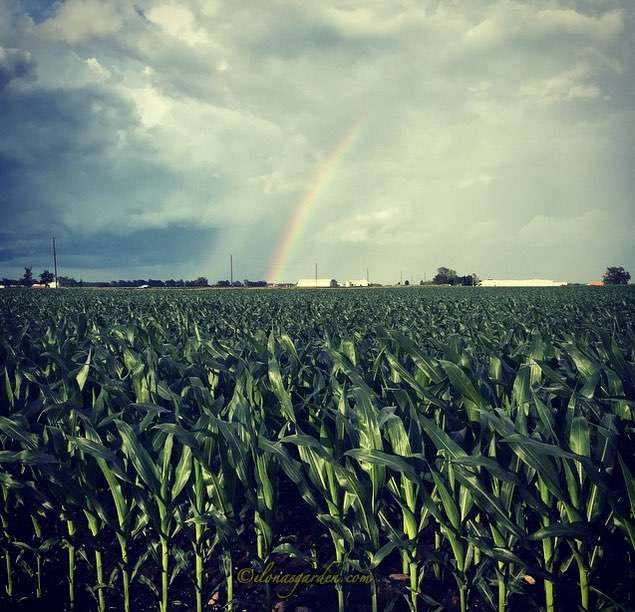 cornfield