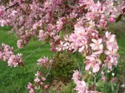 pink blooming crabapple tree