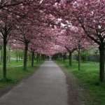 ornamental cherry trees