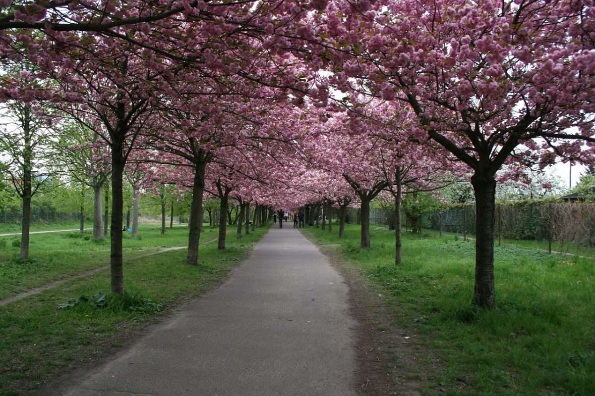 ornamental cherry trees