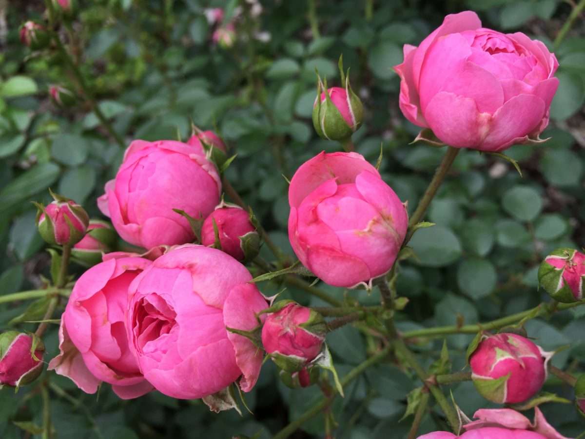 heirloom roses