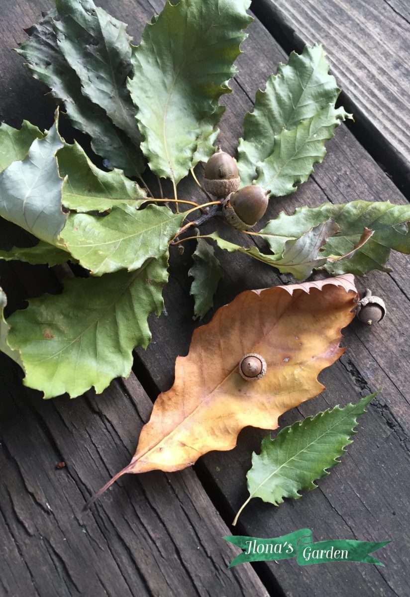 chinquapin leaves and acorns