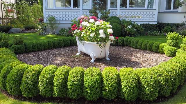 shrubs
