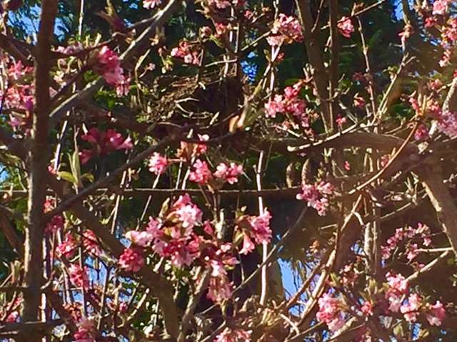 Viburnum 'Dawn' blooming