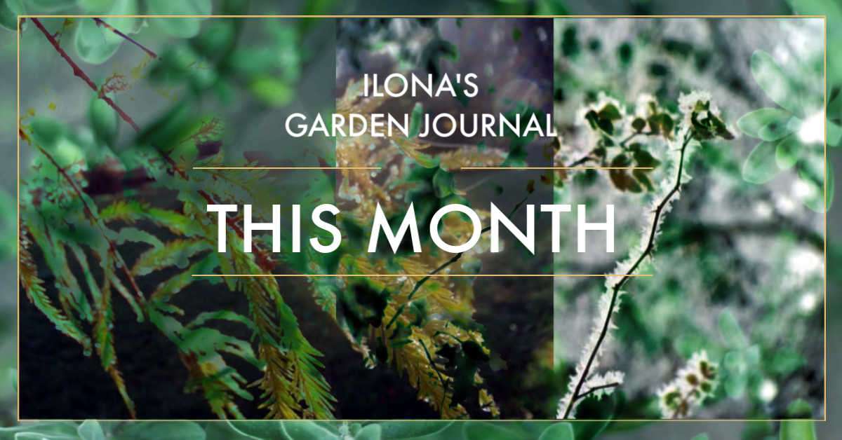 Ilona's Garden Monthly
