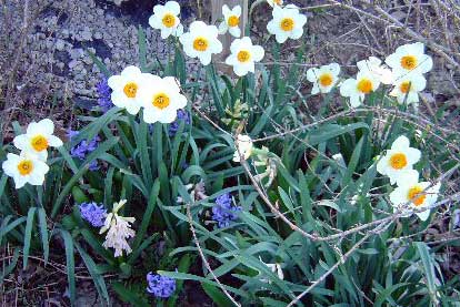 Daffodils and grape hyacinths usually bloom together