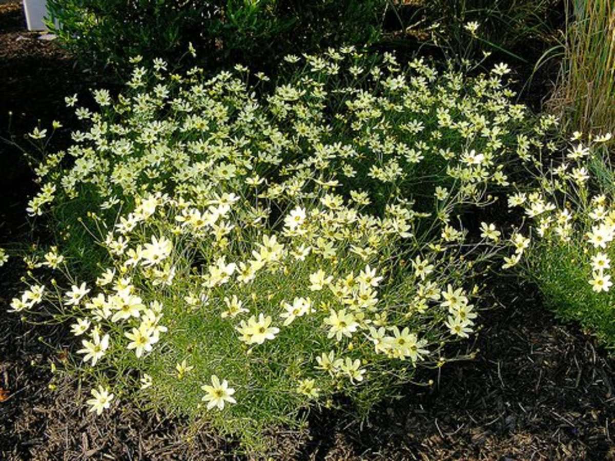 Coreopsis verticillata 'Moonbeam' is a personal favorite. It is well-named.