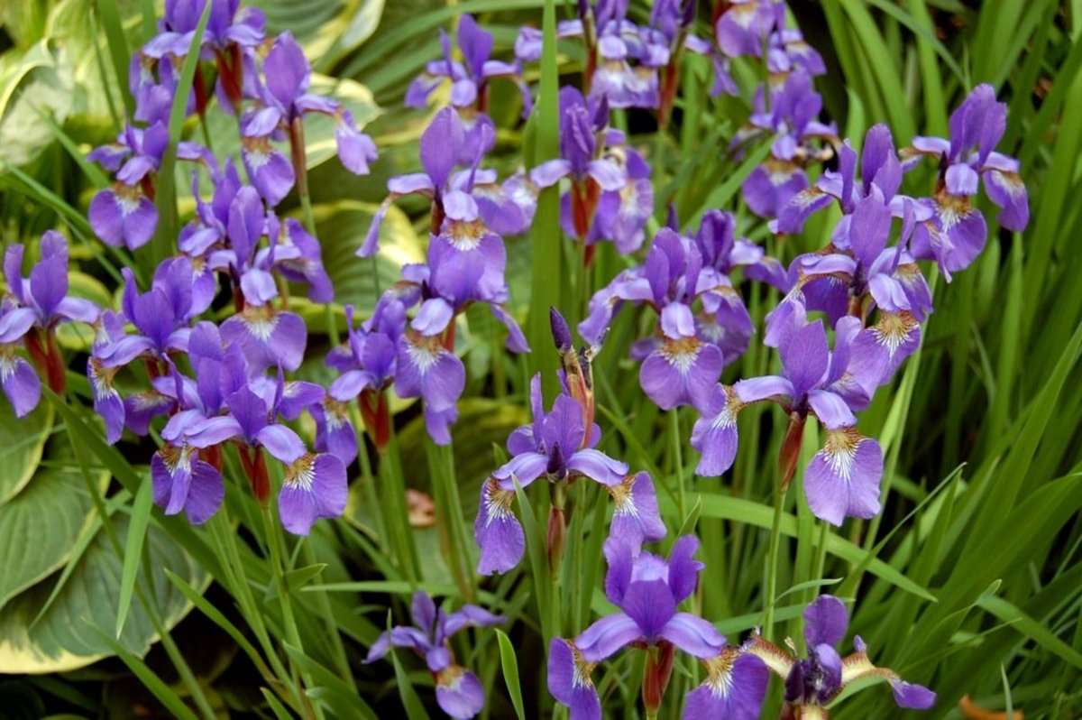 Siberian iris is one of the top 10 perennials in my list