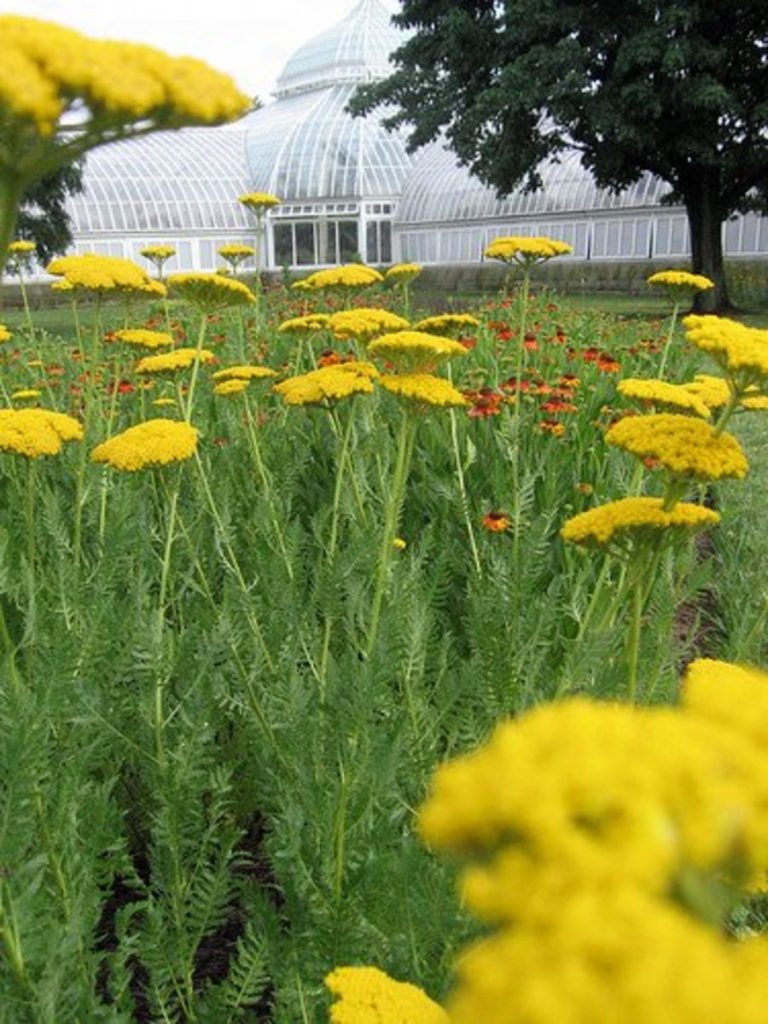 Golden Yarrow at Phipps