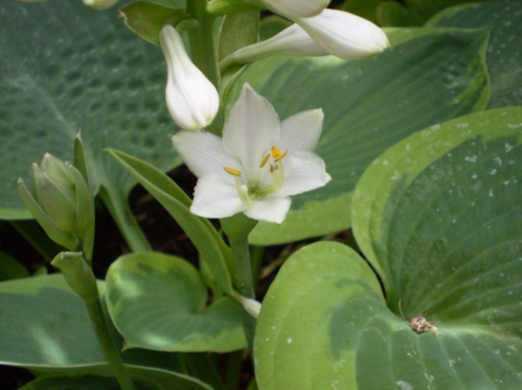 Hostas Have Flowers