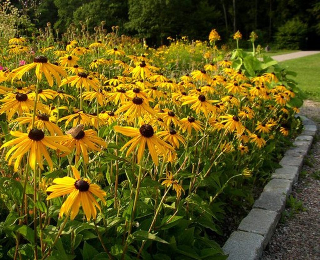 Black-eyed Susans