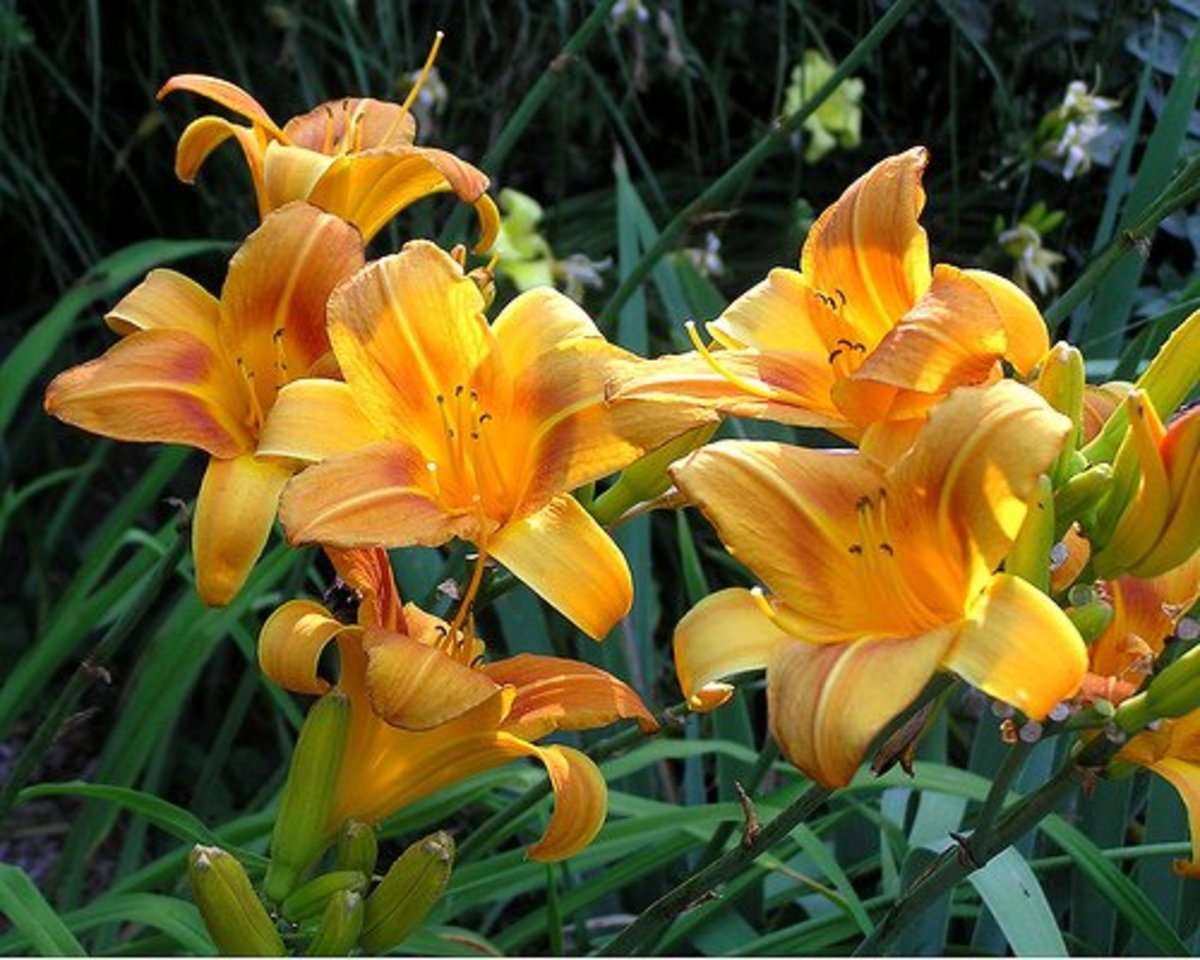 golden daylilies