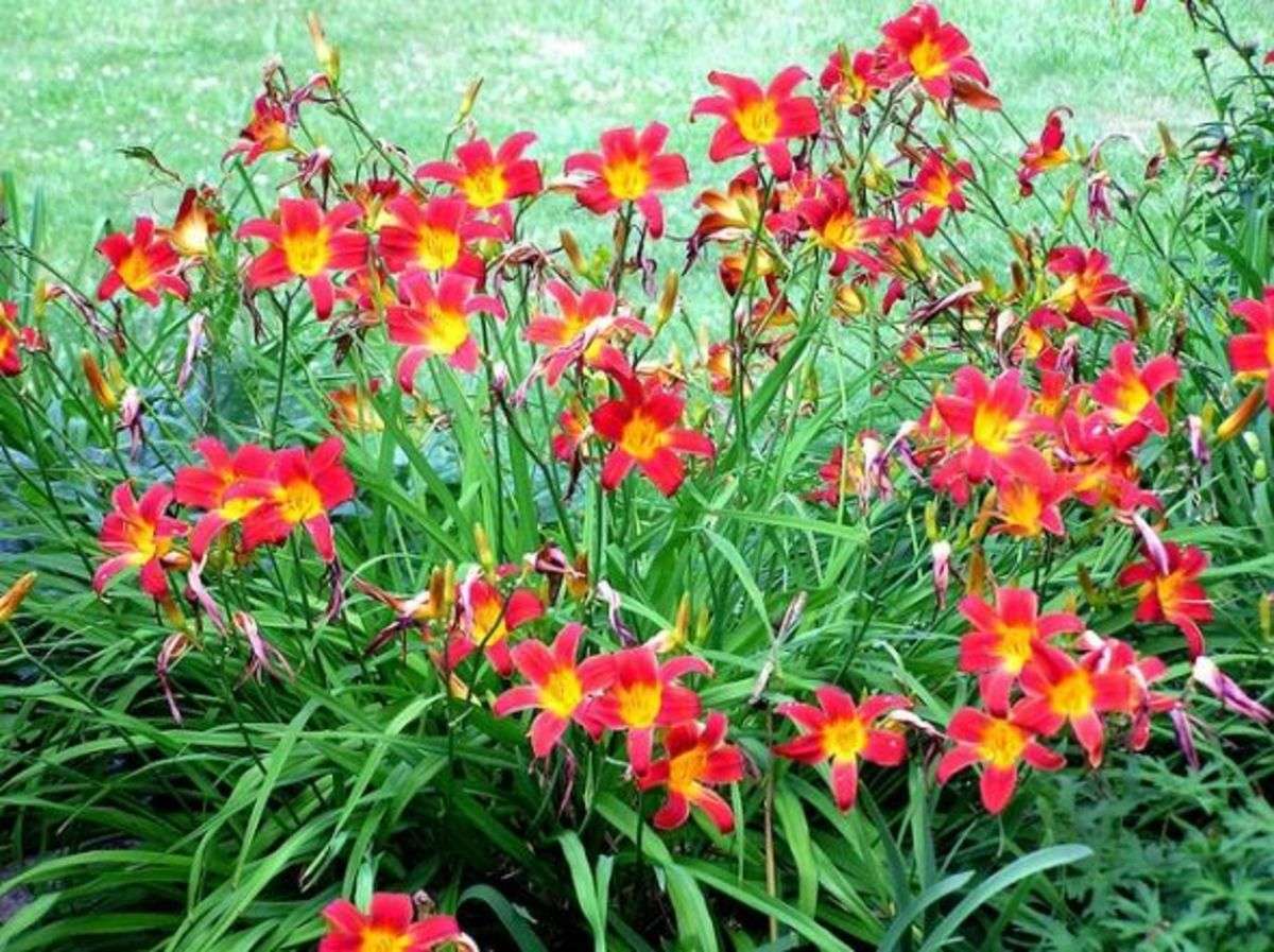 red daylilies