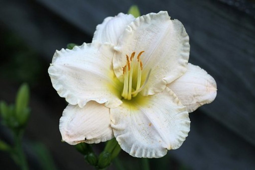 All-white daylilies are rare.