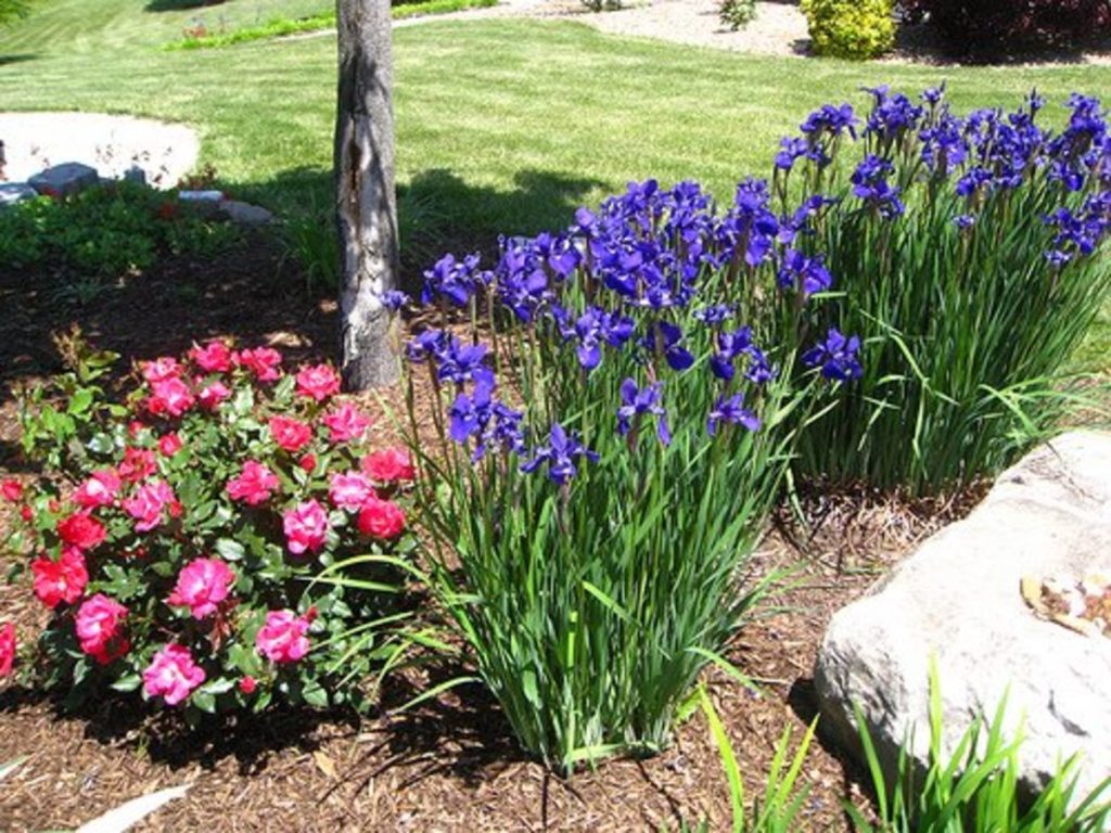Siberian iris