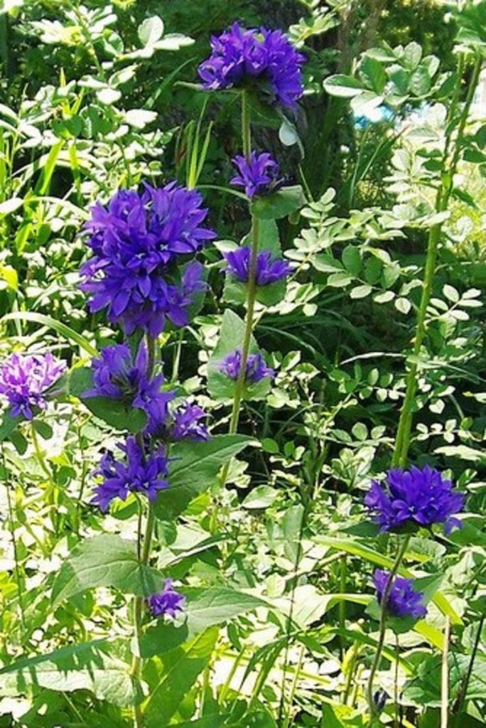 campanula