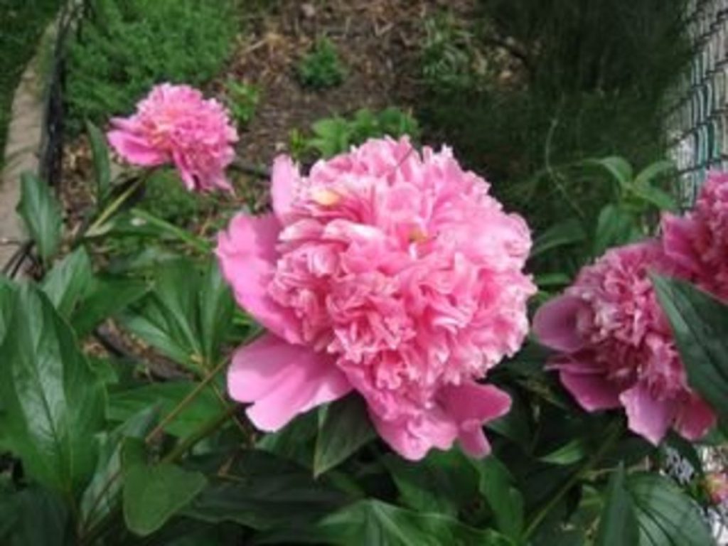 pink peony