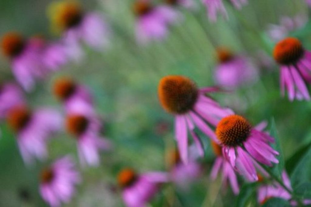 pink coneflowers