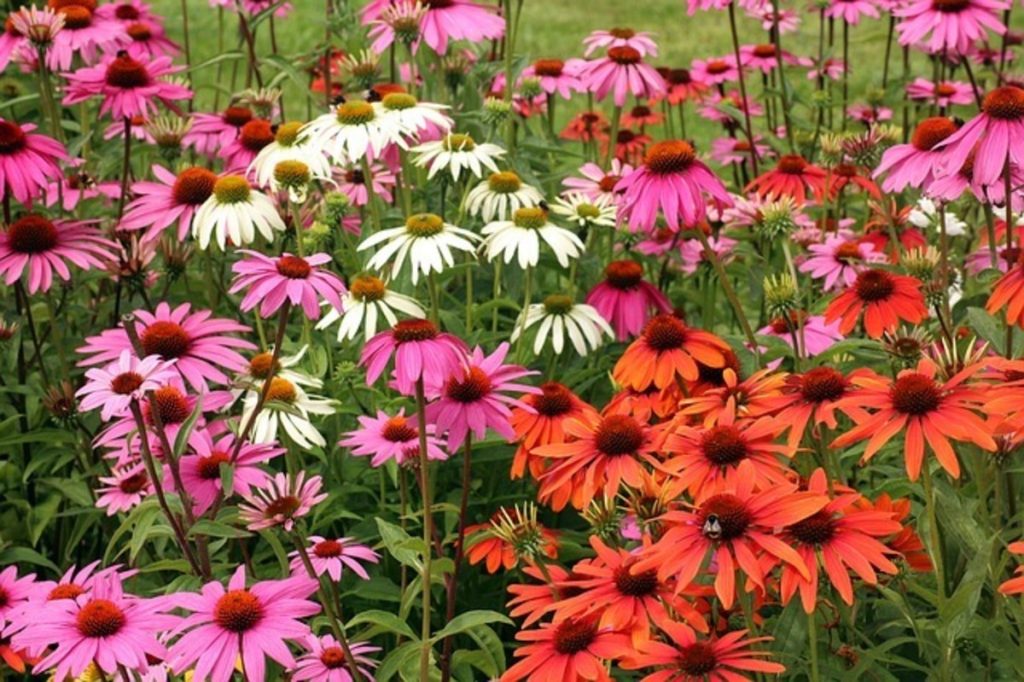 echinacea flowers