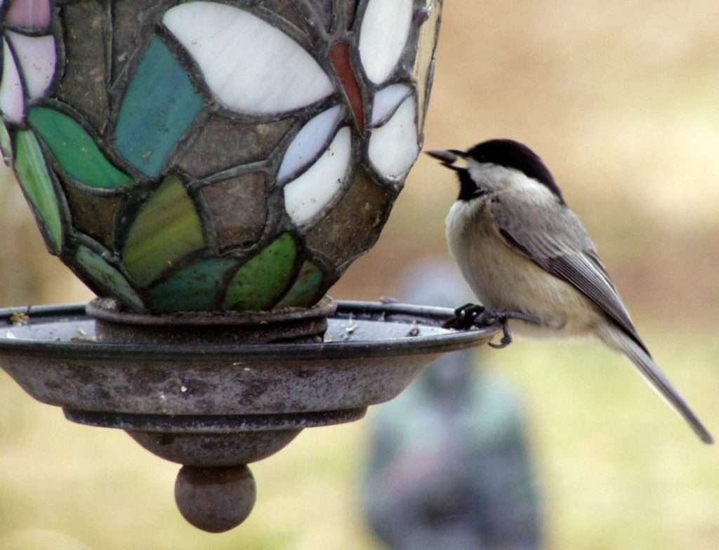Chickadee with artless feeder
