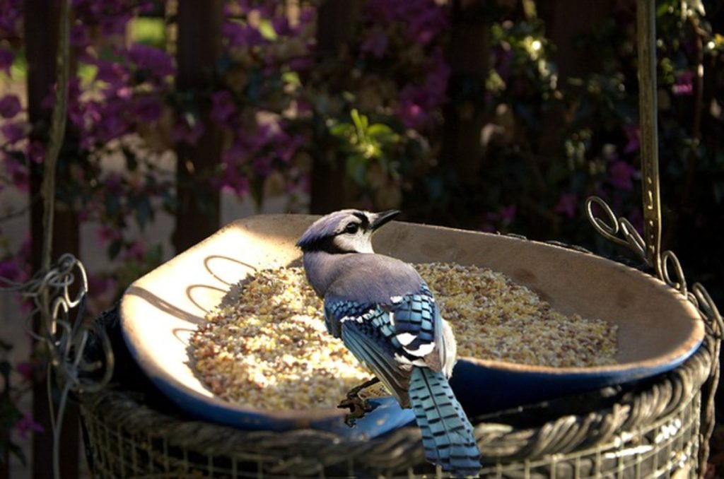 Eastern Blue Jays Will Frequent Feeders Blue Jay birds in the garden