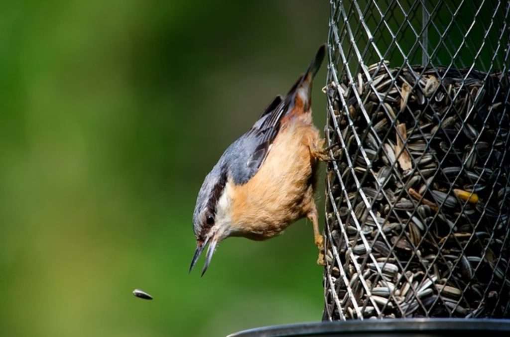 sunflower seeds