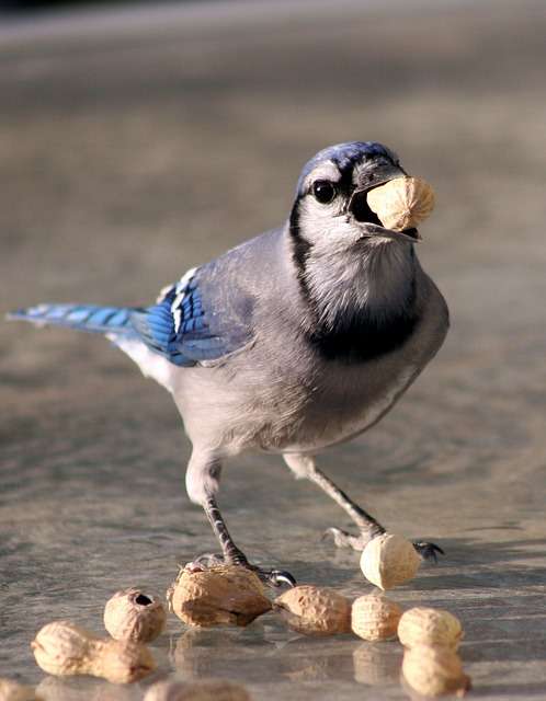 Eastern Blue Jay