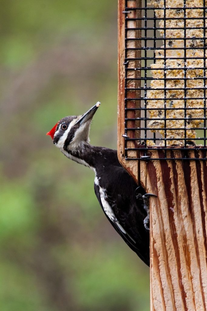 Suet Feeders for Woodpeckers woodpecker