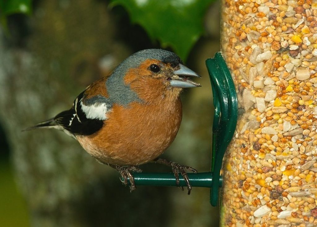 Chaffinch are groundfeeders chaffinch