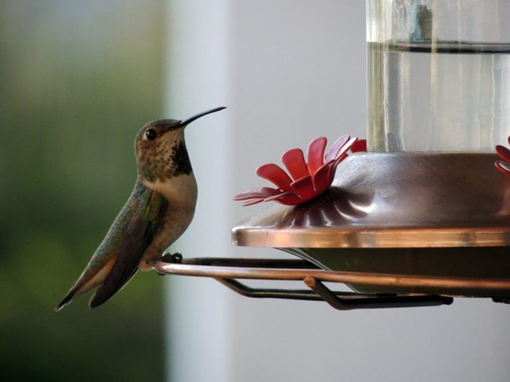 Tiny Hummingbird Drawn to the Promise of Nectar tiny hummingbird