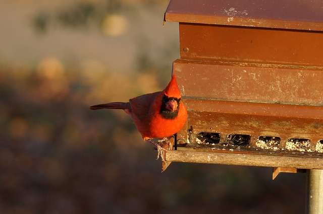 Northern Cardinal at bird feeder