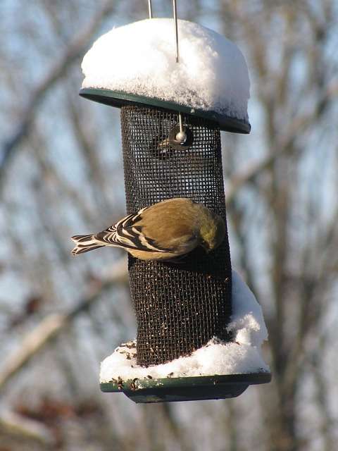 Goldfinch in winter plumage