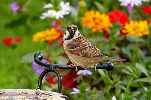 Common Sparrow