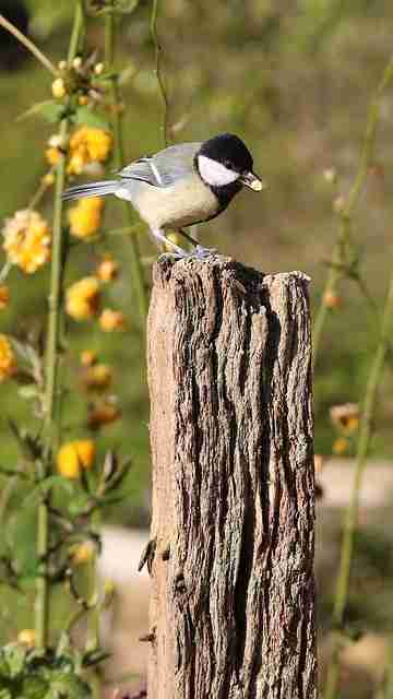 Parus major is common to Europe