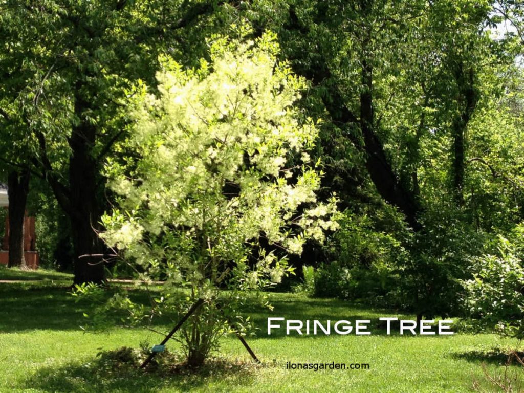 fringe tree