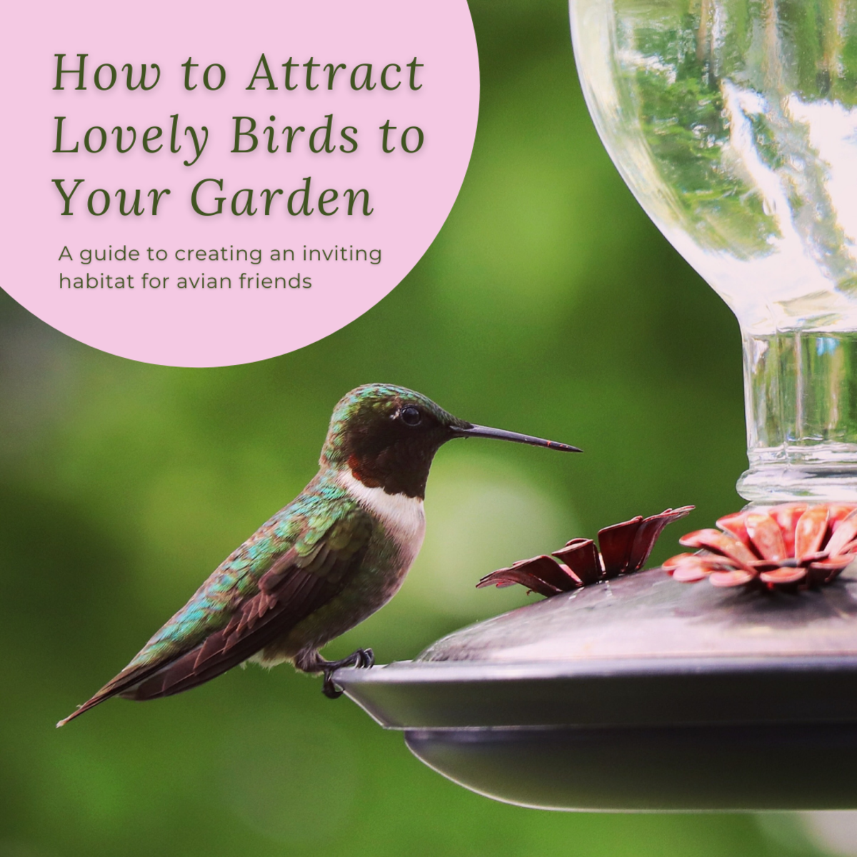 Bird feeder with hummingbird