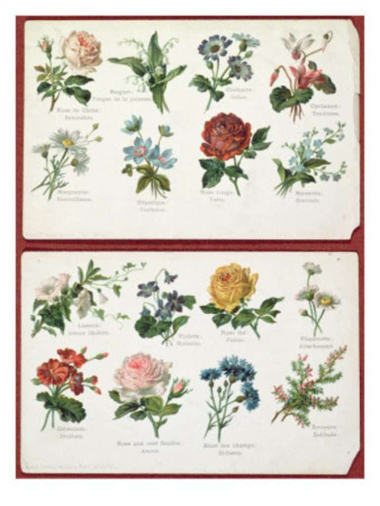 Speak the flower language