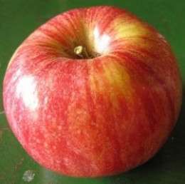 heirloom apple