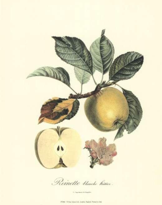 botanical apple print