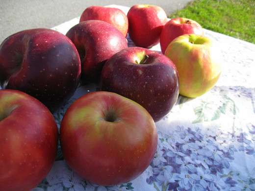 apples in the kitchen