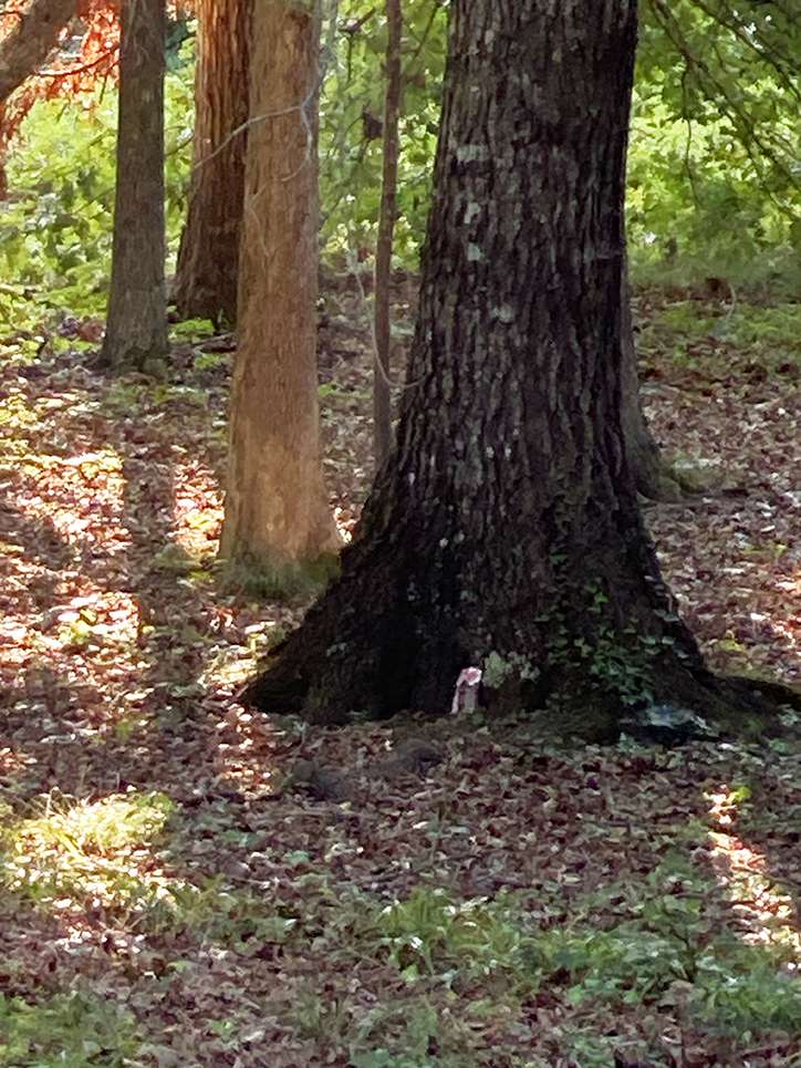 Trees in my little wooded property in Georgia