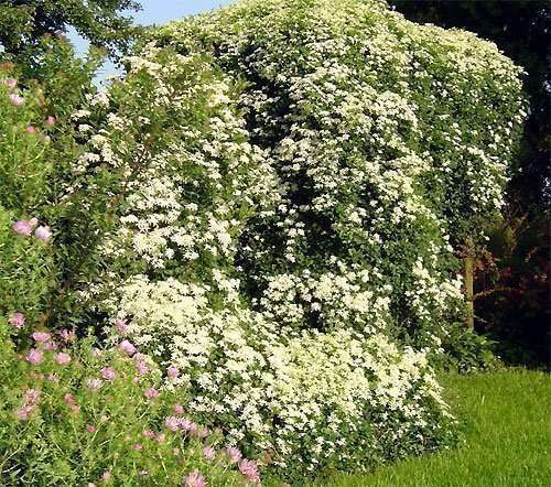 Autumn clematis on trellis