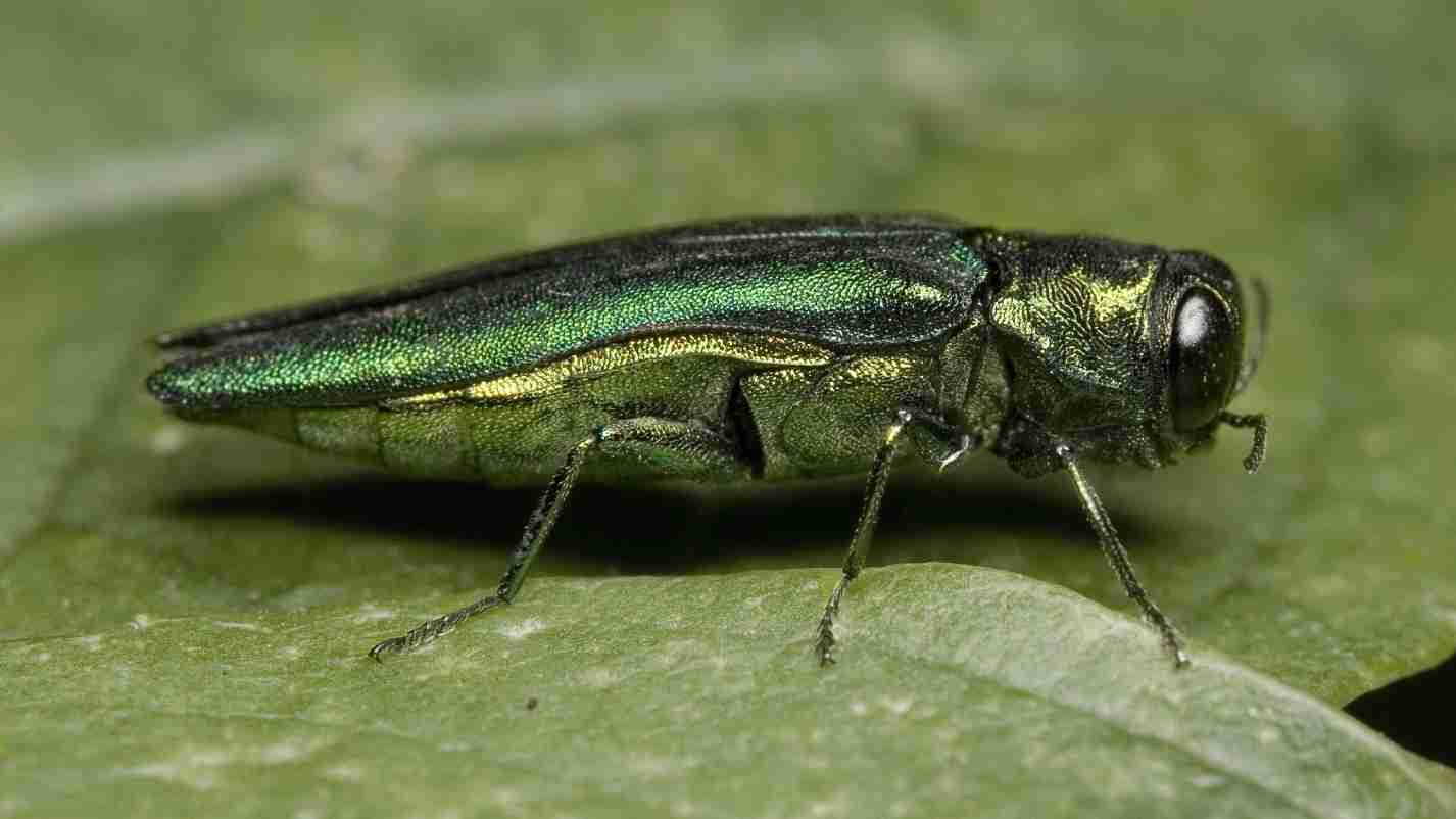 emerald ash borer